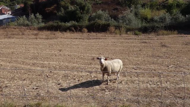 ovelhas dra. Odete 1