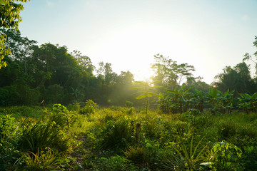 Sunset at Lacandona Jungle