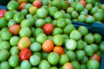 many green tomatoes and a few red tomatoes in the middle of them in the winter market