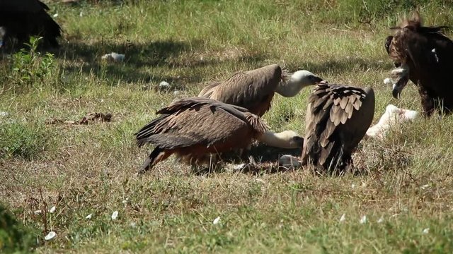 Grifo (Gyps fulvus) e abutre-preto (Aegypius monachus) - Parque natural do Tejo Internacional