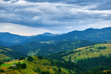 Fototapeta na wymiar Sunset in carpathian mountains - beautiful summer landscape, spruces on hills, cloudy sky and wildflowers.