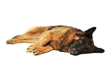 Studio shot of an adorable german shepherd looking tired