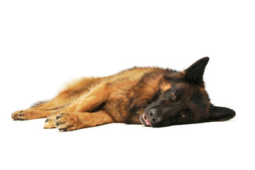 Studio shot of an adorable german shepherd looking tired