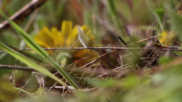 Larva- "Minhoca" Parque natural do Tejo Internacional