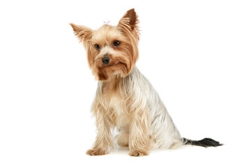 Studio shot of an adorable Yorkshire Terrier