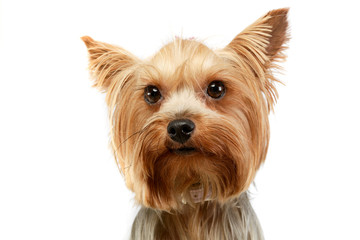 Portrait of an adorable Yorkshire Terrier