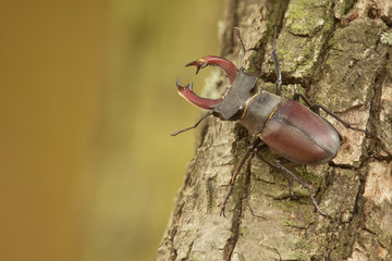 Macro side view of stag beetle (Lucanus cervus) with big red mandibles attitude of combat on tree over green forest background. Close up of giantic beetle in forest.