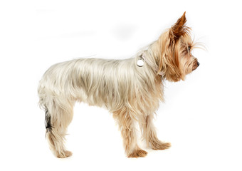 Studio shot of an adorable Yorkshire Terrier