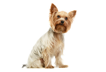 Studio shot of an adorable Yorkshire Terrier