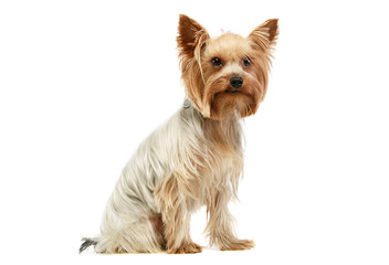 Studio shot of an adorable Yorkshire Terrier