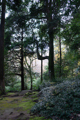 Fototapeta premium Mysterious forest as in a fairy tale. The mystical atmosphere of the forest. Old trees. Japanese garden. Atmospheric forest with green moss on the ground and moss on the branches