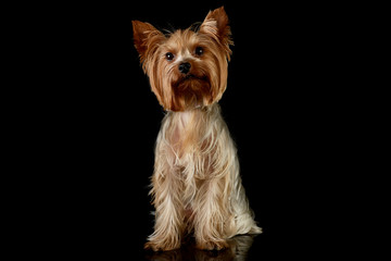 Studio shot of an adorable Yorkshire Terrier