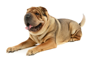 Studio shot of an adorable Shar pei