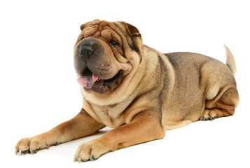 Obraz premium Studio shot of an adorable Shar pei