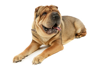 Studio shot of an adorable Shar pei