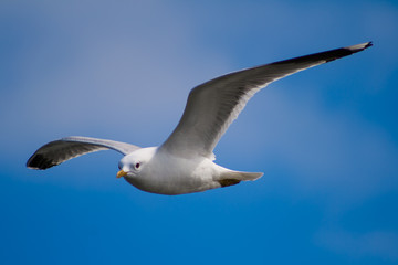 Möwe im Flug vor blauem Himmel