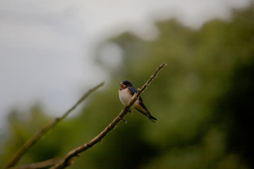  bird on branch