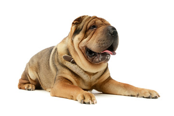 Studio shot of an adorable Shar pei