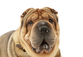Portrait of an adorable Shar pei