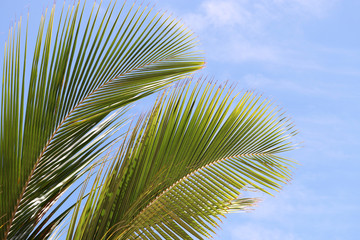 Palm leaf texture on blue sky with white clouds. Green tropical foliage, natural background