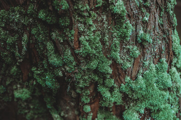 Moss with mushrooms on an old tree and its trunk. In the woods