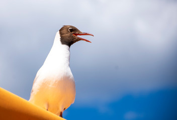 THE HAPPIEST BIRD III