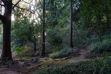 Obraz premium Mysterious forest as in a fairy tale. The mystical atmosphere of the forest. Old trees. Japanese garden. Atmospheric forest with green moss on the ground and moss on the branches