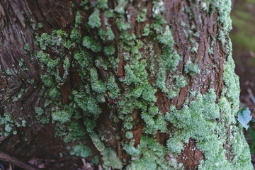 Mysterious forest as in a fairy tale. The mystical atmosphere of the forest. Old trees. Japanese garden. Atmospheric forest with green moss on the ground and moss on the branches
