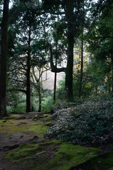 Obraz premium Mysterious forest as in a fairy tale. The mystical atmosphere of the forest. Old trees. Japanese garden. Atmospheric forest with green moss on the ground and moss on the branches