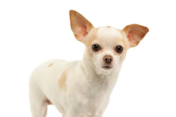 Portrait of an adorable chihuahua