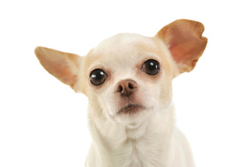 Portrait of an adorable chihuahua - obrazy, fototapety, plakaty