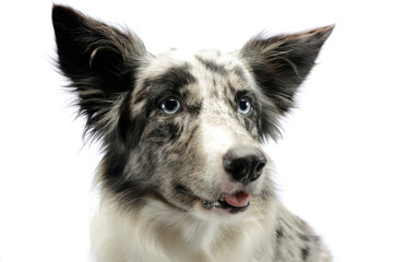 Portrait of an adorable border collie