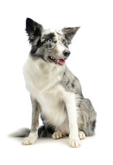 Studio shot of an adorable border collie