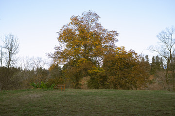 A diverse park with trees. Beautiful forest and different green trees. Autumn outdoors