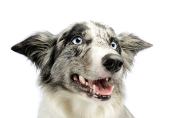 Portrait of an adorable border collie