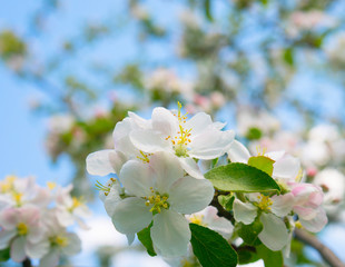 Blooming apple in spring