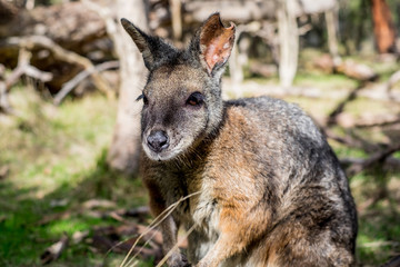Naklejka premium Wallaby