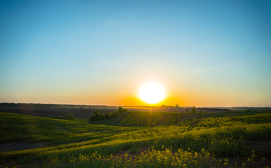 Obraz premium Field of flowering rape at sunset
