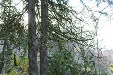 Mysterious forest as in a fairy tale. The mystical atmosphere of the forest. Old trees. Japanese garden. Atmospheric forest with green moss on the ground and moss on the branches