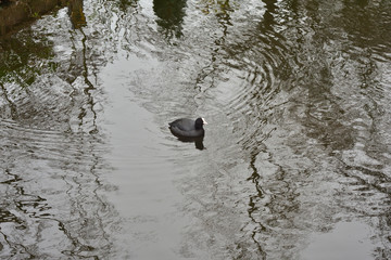 Ptak pływający po kanałku wśród zarośli i krzewów w pochmurny dzień.