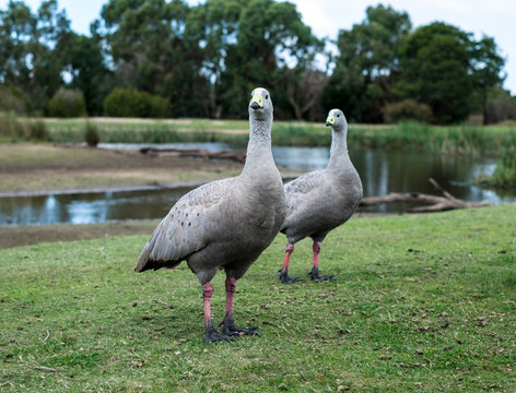 Birds