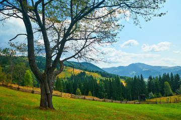 beautiful summer landscape, big tree and spruces on hills, cloudy sky and wildflowers - travel destination scenic, carpathian mountains