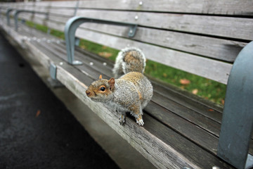 Cute gray squirrel looks from park bench into camera
