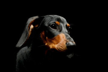 Portrait of an adorable Dachshund
