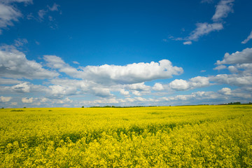 Naklejka premium Field of rapeseed and blue sky