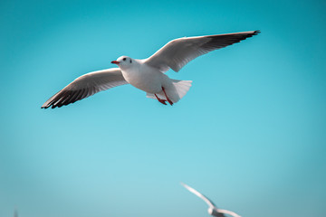 seagulls on a formation flight