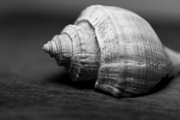 sea shell on black background