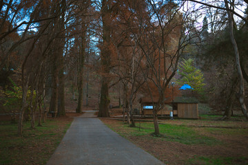 A diverse park with trees. Beautiful forest and different green trees. Autumn outdoors