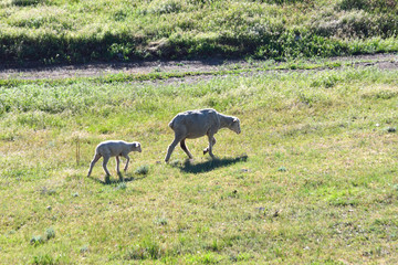 Obraz na płótnie Canvas A ewe heads uphill with her lamb following.