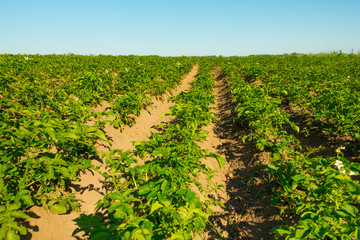 Fototapeta na wymiar Potato field cultivation on organic technology
